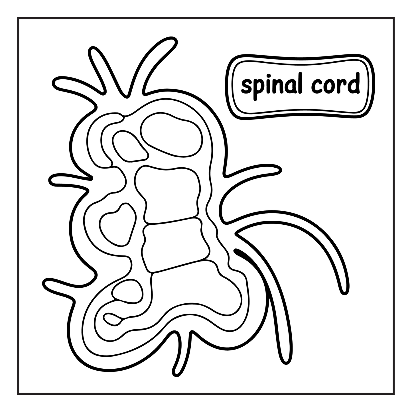 Human Physiology Coloring Book for Kids Young Boys Girls Teens Bold Easy Human Body Anatomy Coloring Activity Book Gift Children Students