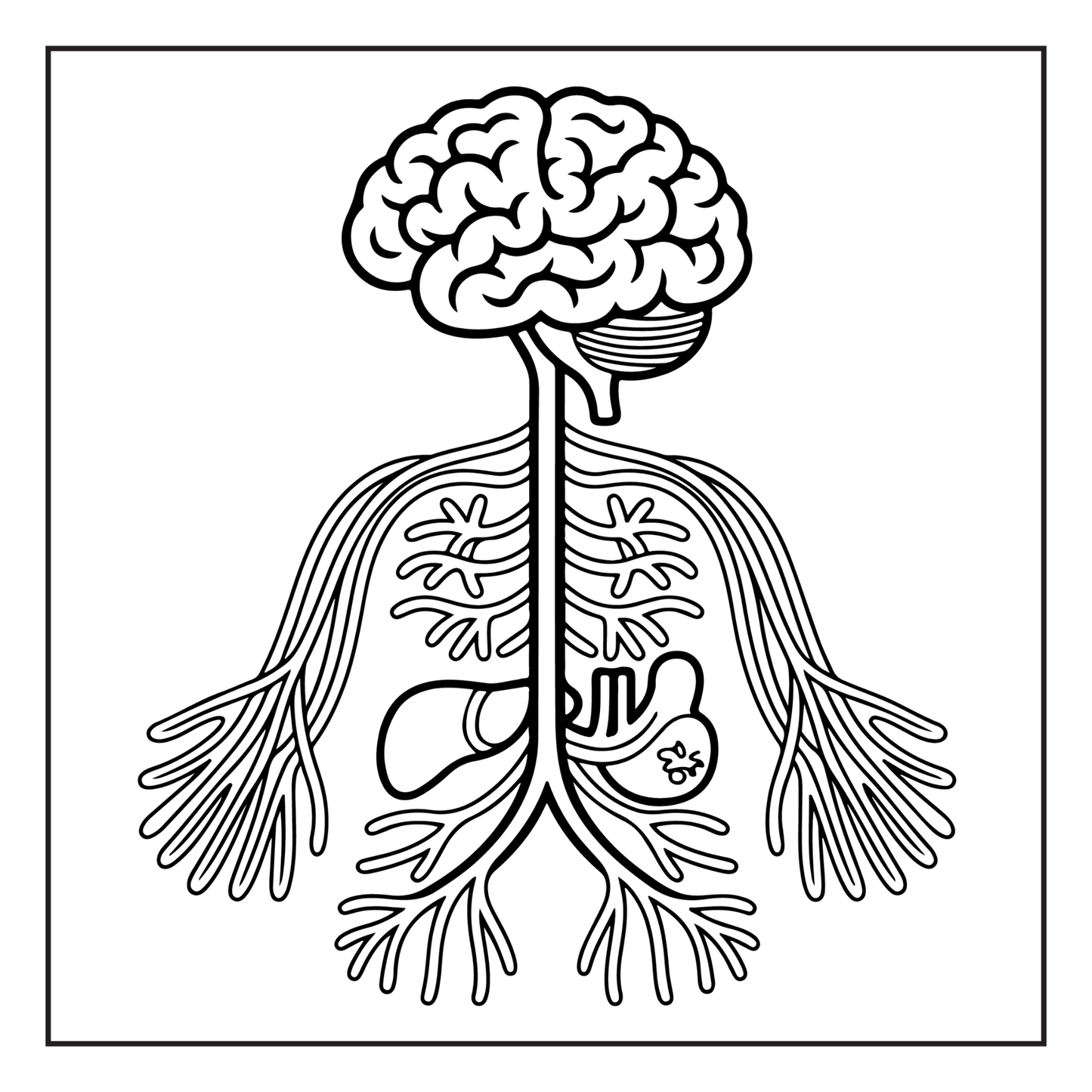 Human Physiology Coloring Book for Kids Young Boys Girls Teens Bold Easy Human Body Anatomy Coloring Activity Book Gift Children Students