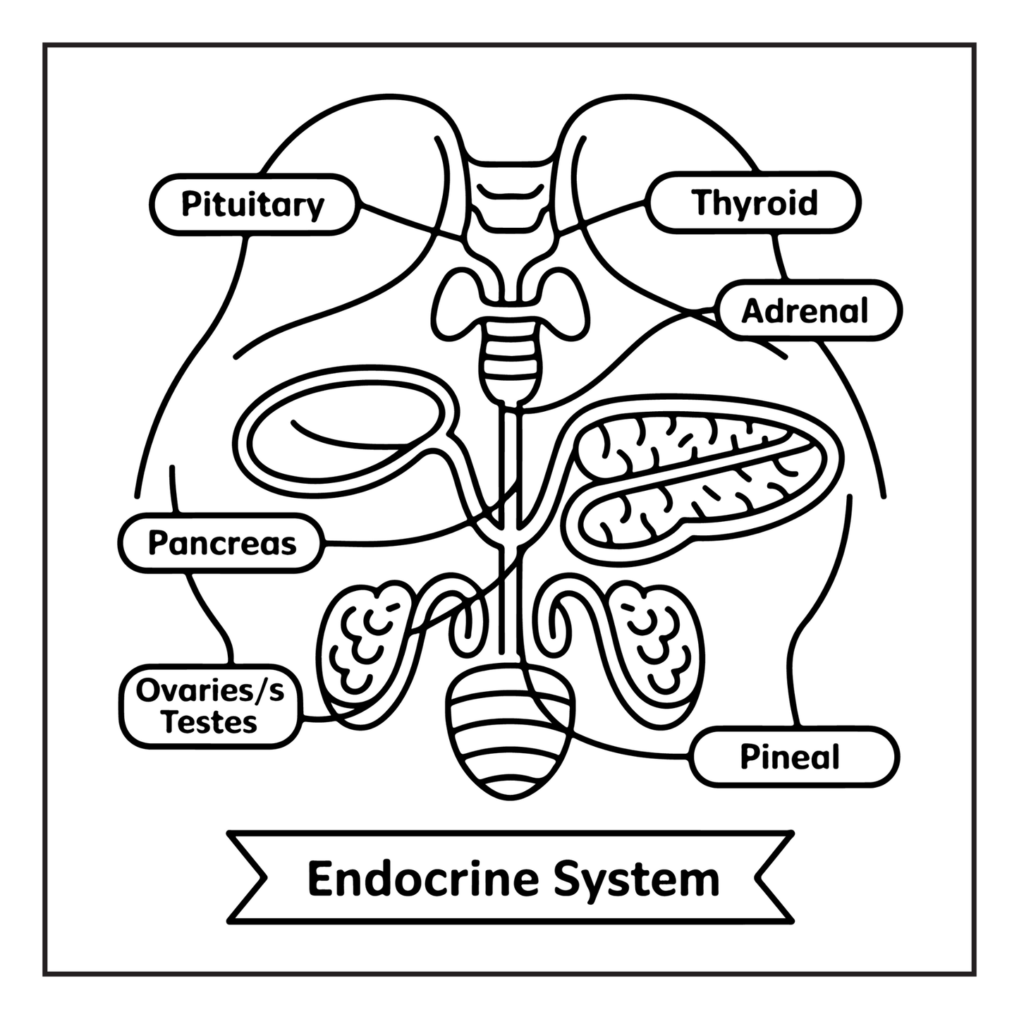 Human Physiology Coloring Book for Kids Young Boys Girls Teens Bold Easy Human Body Anatomy Coloring Activity Book Gift Children Students