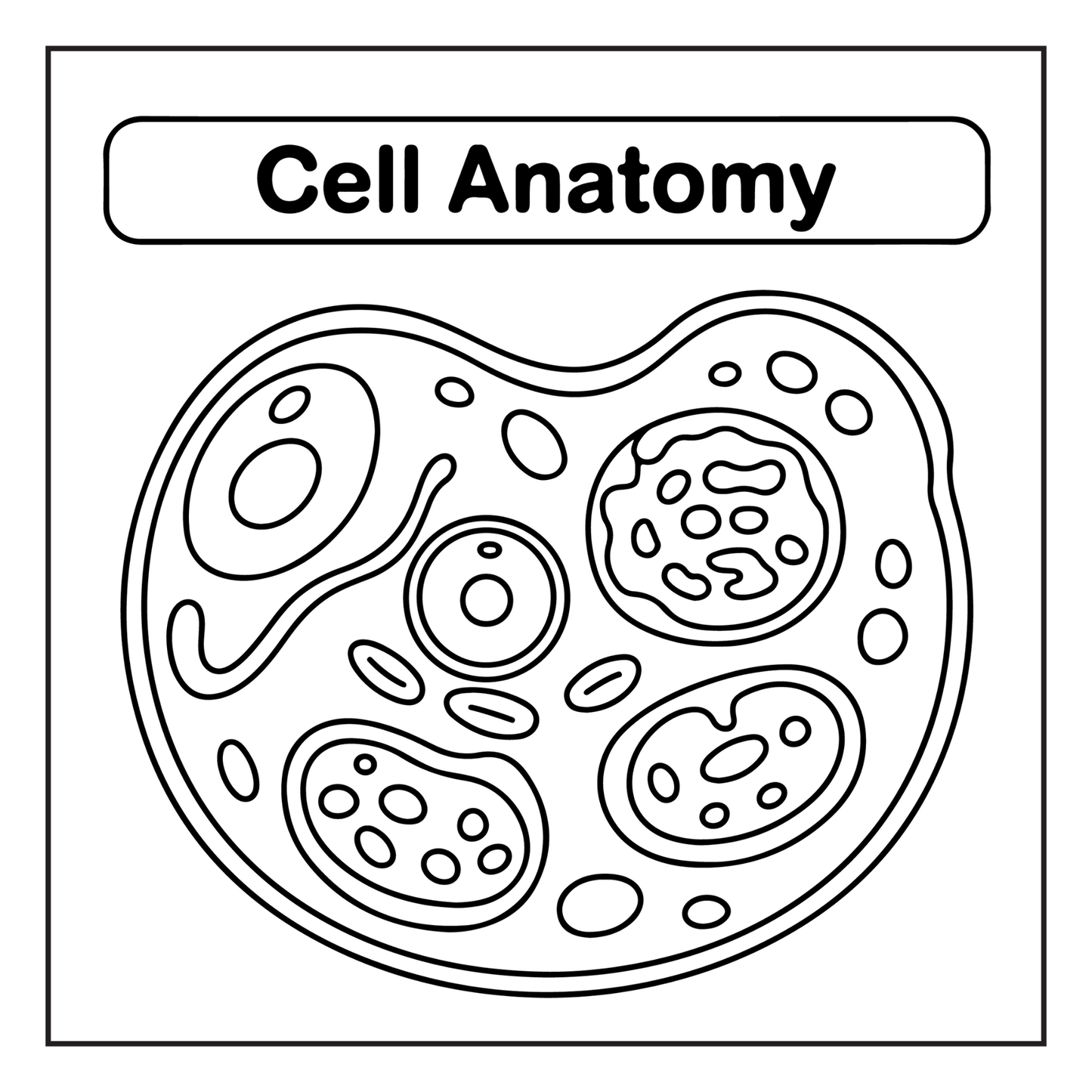 Human Physiology Coloring Book for Kids Young Boys Girls Teens Bold Easy Human Body Anatomy Coloring Activity Book Gift Children Students