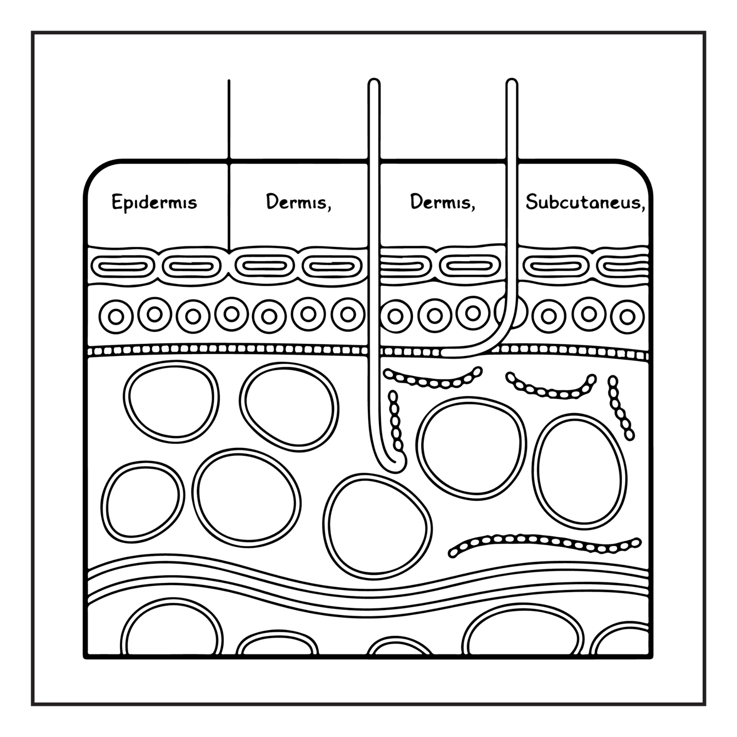 Human Physiology Coloring Book for Kids Young Boys Girls Teens Bold Easy Human Body Anatomy Coloring Activity Book Gift Children Students