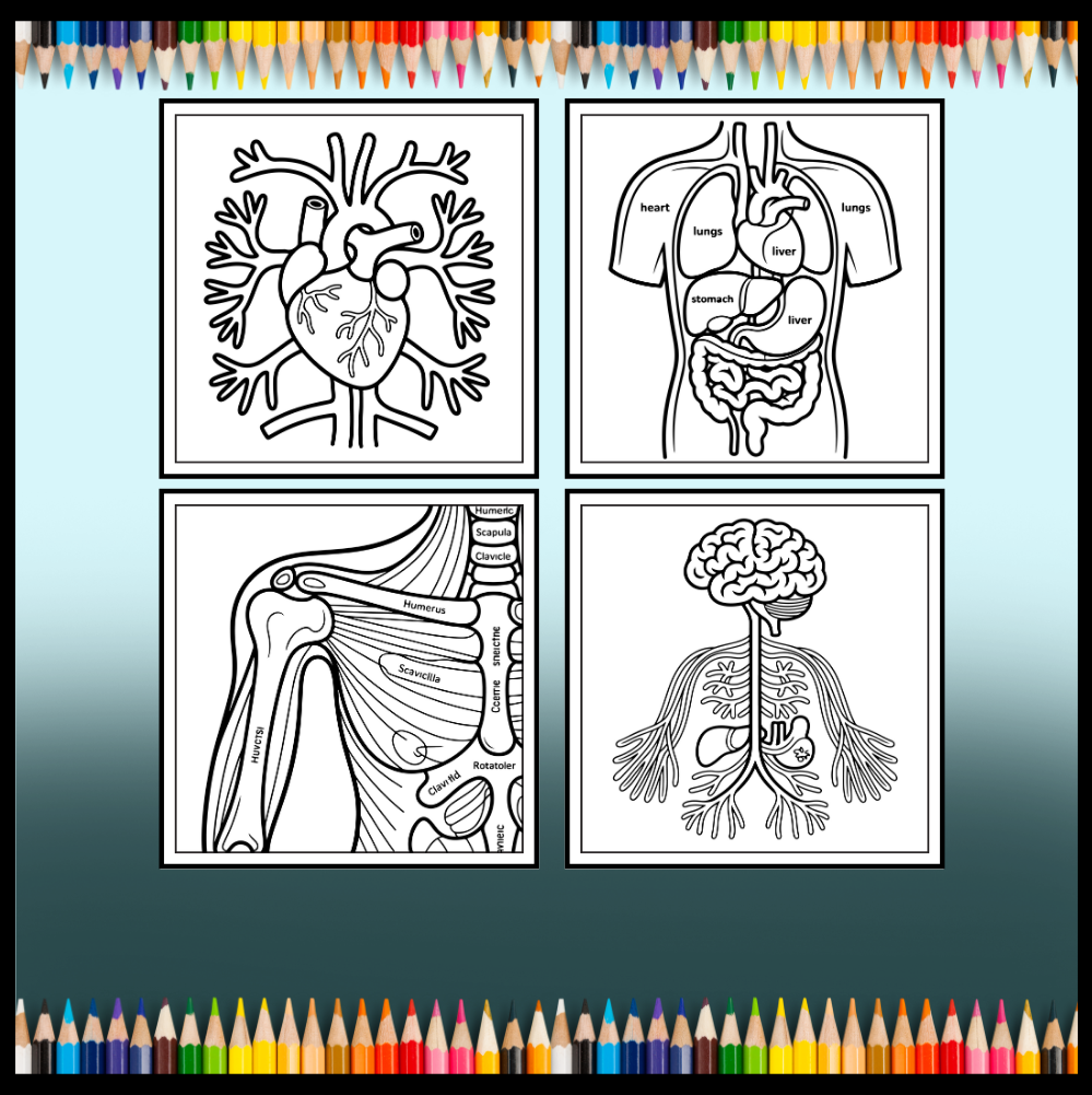 Human Physiology Coloring Book for Kids Young Boys Girls Teens Bold Easy Human Body Anatomy Coloring Activity Book Gift Children Students