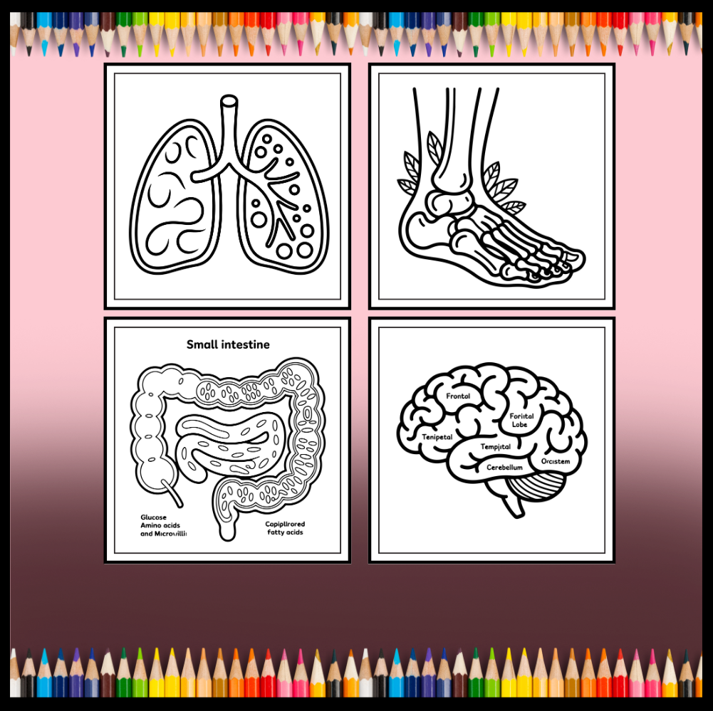 Human Physiology Coloring Book for Kids Young Boys Girls Teens Bold Easy Human Body Anatomy Coloring Activity Book Gift Children Students