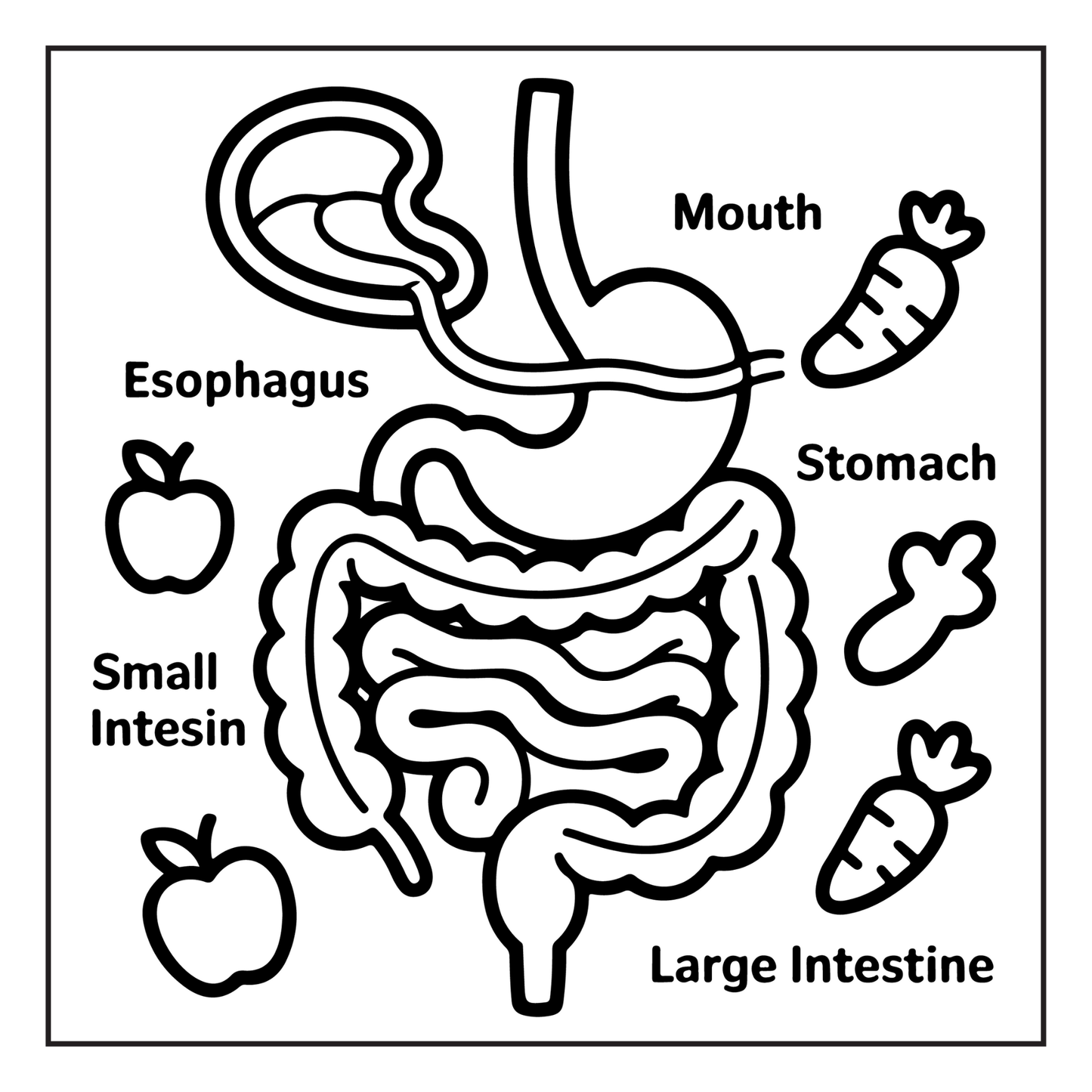 Human Physiology Coloring Book for Kids Young Boys Girls Teens Bold Easy Human Body Anatomy Coloring Activity Book Gift Children Students