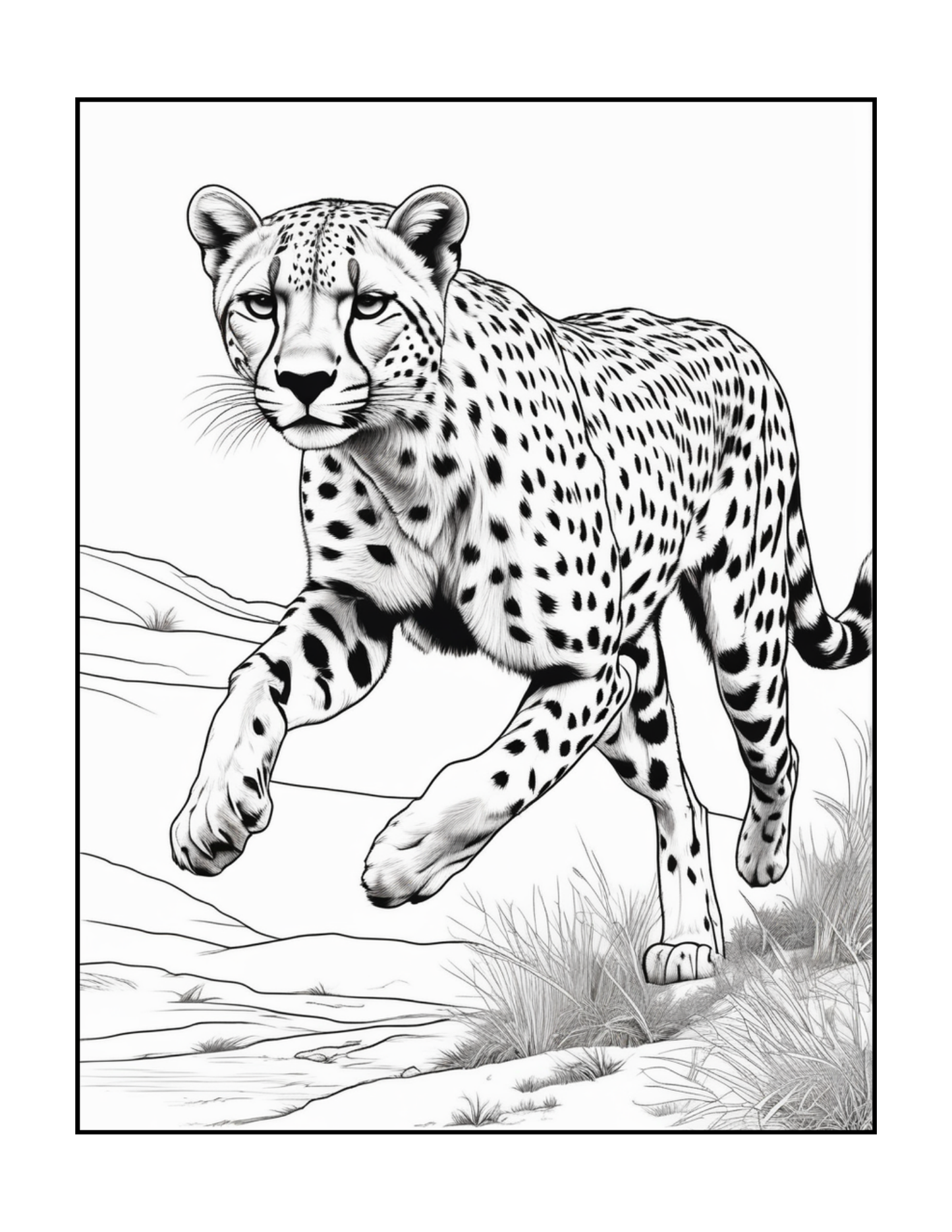 Cool Cheetah Coloring Book Gift for Adults Kids Boys Girls Teens Youth 50 Pages Single Sided Relaxation Wildlife Safari Zoo Animal Coloring