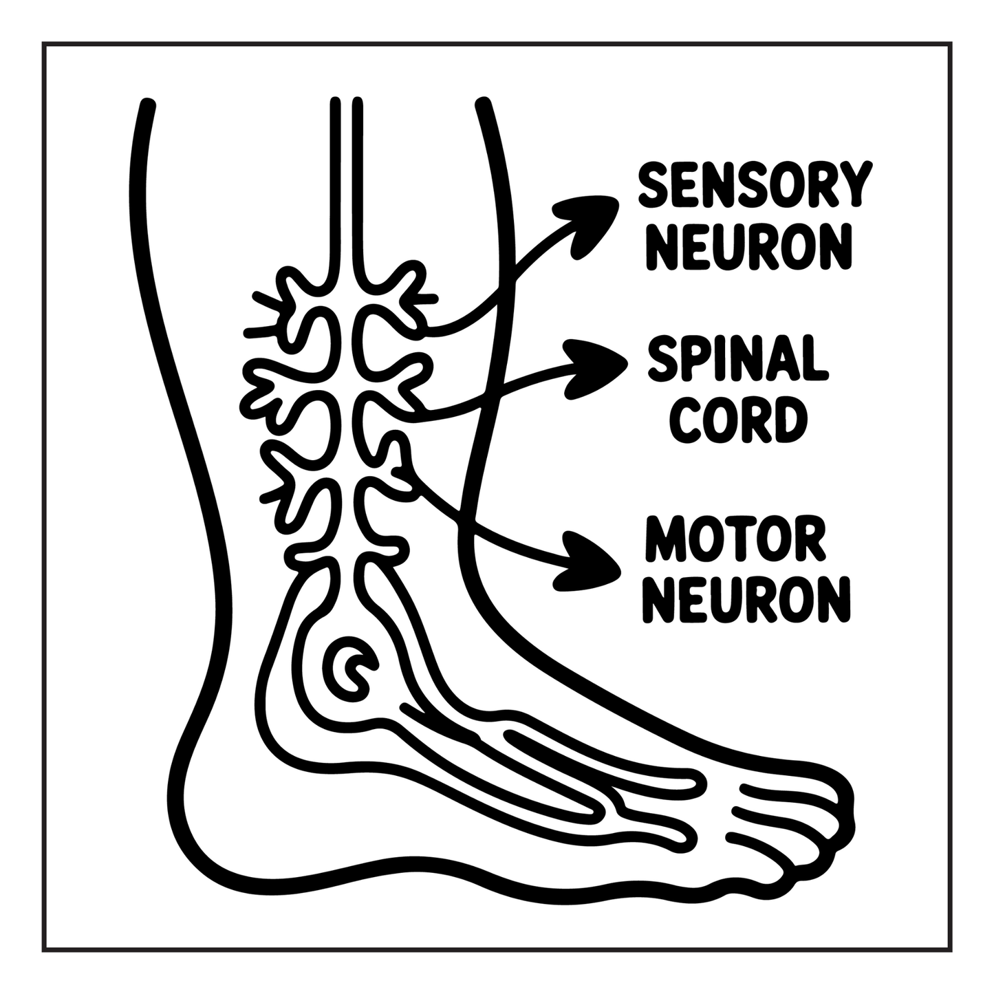 Human Physiology Coloring Book for Kids Young Boys Girls Teens Bold Easy Human Body Anatomy Coloring Activity Book Gift Children Students